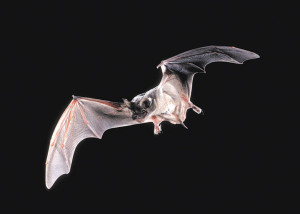 Mexican-Free-Tailed-Bat